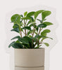 Botani Mist