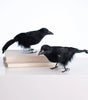 Black Feathered Crow Standing Raven