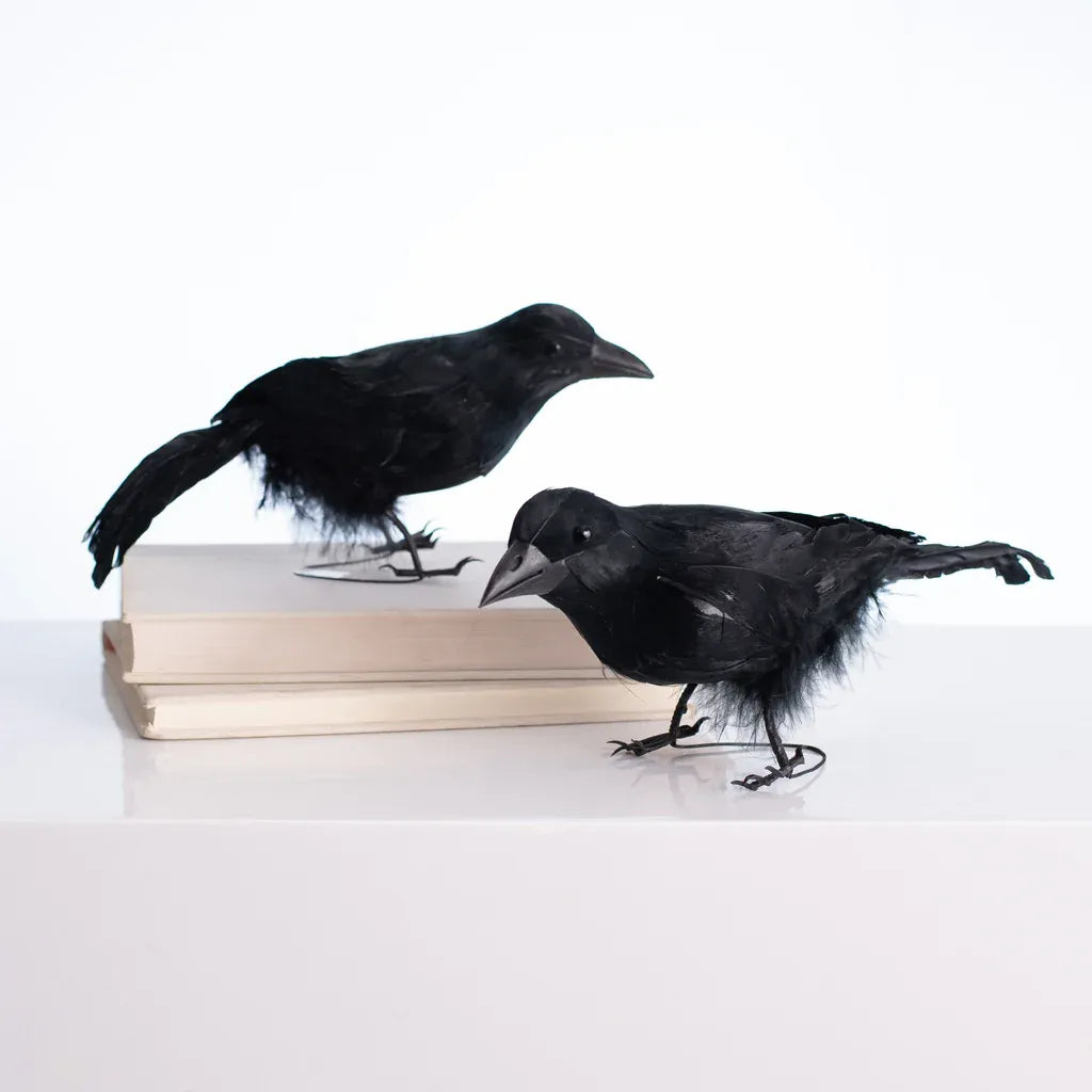 Black Feathered Crow Standing Raven