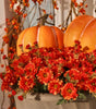 Orange Pumpkin Halloween