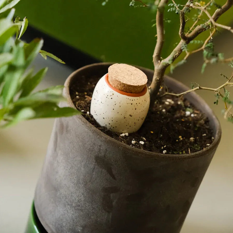 Mini Ollas Self-Watering Pots, Set of 3