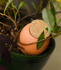 Mini Ollas Self-Watering Pots, Set of 3