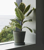 Plant pot with saucer